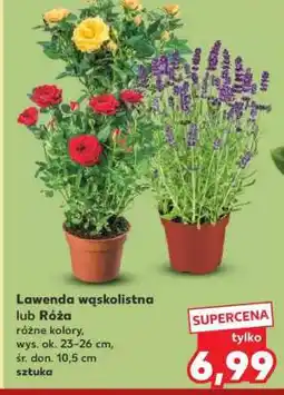 Kaufland Lawenda wąskolistna lub Róża oferta