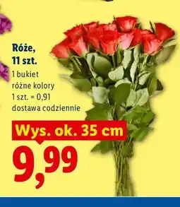 Lidl Róże 11-pak oferta