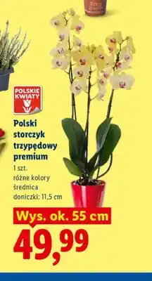 Lidl Storczyk trzypędowy premium oferta