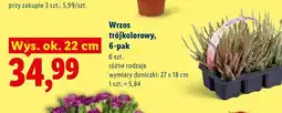 Lidl Wrzos trójkolorowy 6-pak oferta