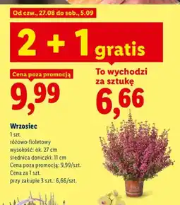 Lidl Wrzosiec różowo-fioletowy oferta