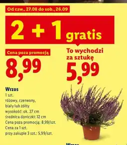 Lidl Wrzos różowy oferta