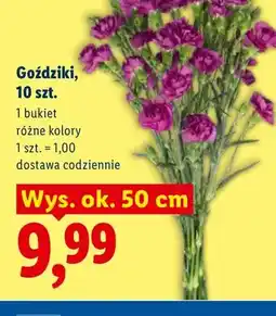 Lidl Goździki 10-pak oferta