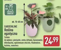 ALDI Roślina egzotyczna Gardenline oferta