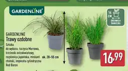 ALDI Trawy ozdobne Gardenline oferta