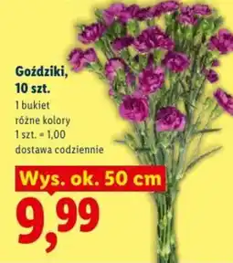Lidl Goździki oferta