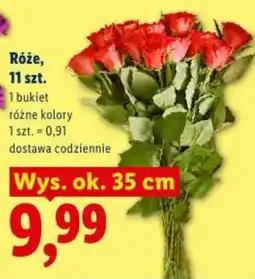 Lidl Róże oferta