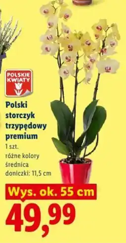 Lidl Polski storczyk trzypędowy premium oferta
