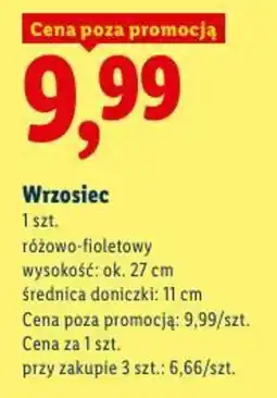 Lidl Wrzosiec oferta