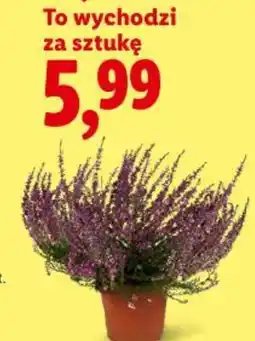 Lidl Kwiaty oferta