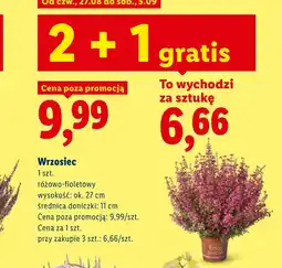 Lidl Wrzosiec Ok oferta
