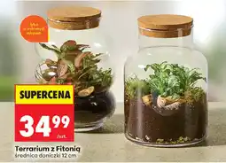 Biedronka Terrarium z Fitonią oferta