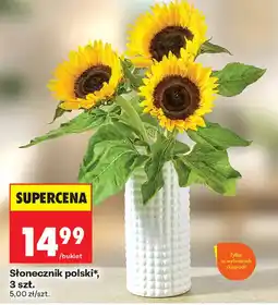 Biedronka Słonecznik polski* oferta