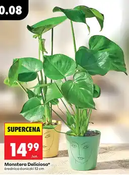 Biedronka Monstera Deliciosa* oferta