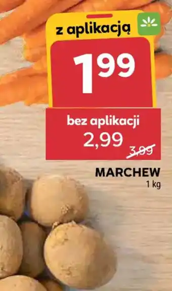 Stokrotka Marchew oferta