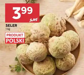 Stokrotka Seler oferta