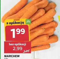 Stokrotka Market Marchew oferta