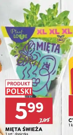 Stokrotka Market MIĘTA ŚWIEŻA oferta