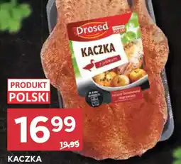 Stokrotka Drosed Kaczka oferta