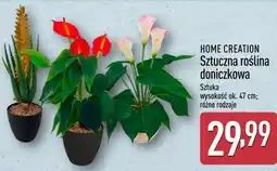 ALDI HOME CREATION Sztuczna roślina doniczkowa oferta