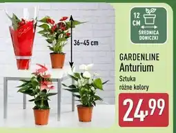 ALDI GARDENLINE Anturium oferta