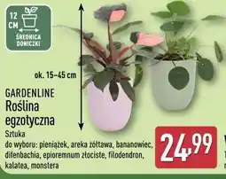 ALDI GARDENLINE Roślina egzotyczna oferta