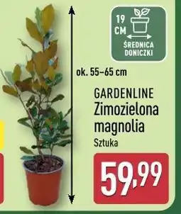ALDI GARDENLINE Zimozielona magnolia oferta