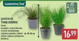 ALDI GARDENLINE Trawy ozdobne oferta