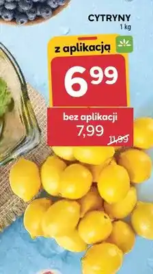 Stokrotka Cytryny oferta