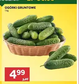 Stokrotka Ogórki gruntowe oferta