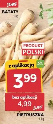Stokrotka Pietruszka polska oferta
