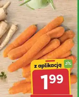 Stokrotka Marchew oferta