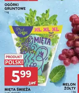 Stokrotka Mięta świeża polska Plant LOOVE oferta