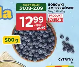 Stokrotka Borówki amerykańskie polskie oferta