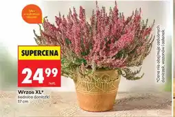 Biedronka Wrzos Xl oferta