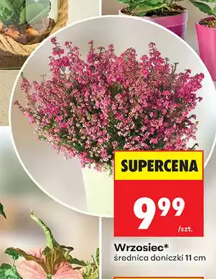 Biedronka Wrzosiec oferta