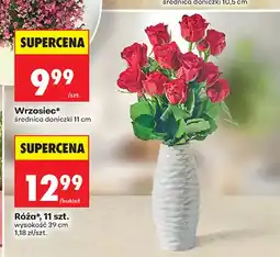 Biedronka Róża 11-pak oferta