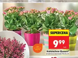Biedronka Kalanchoe Queen oferta