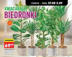 Biedronka Roślina zielona Xl Areca oferta
