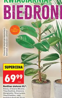 Biedronka Roślina zielona XL oferta