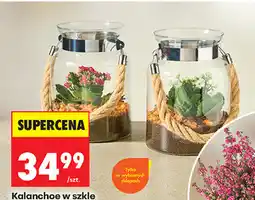 Biedronka Kalanchoe w szkle oferta