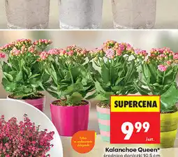 Biedronka Kalanchoe Queen oferta