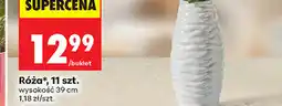 Biedronka Róża, 11 szt oferta