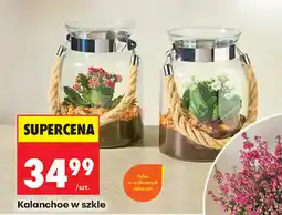 Biedronka Kalanchoe w szkle oferta