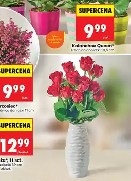 Biedronka Kalanchoe Queen* oferta