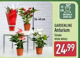 ALDI GARDENLINE Anturium oferta