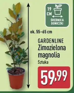 ALDI GARDENLINE Zimozielona magnolia oferta