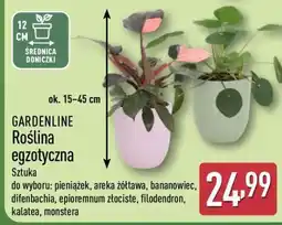 ALDI GARDENLINE Roślina egzotyczna oferta