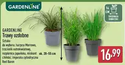 ALDI GARDENLINE Trawy ozdobne oferta