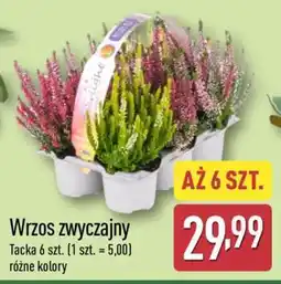ALDI Wrzos zwyczajny oferta